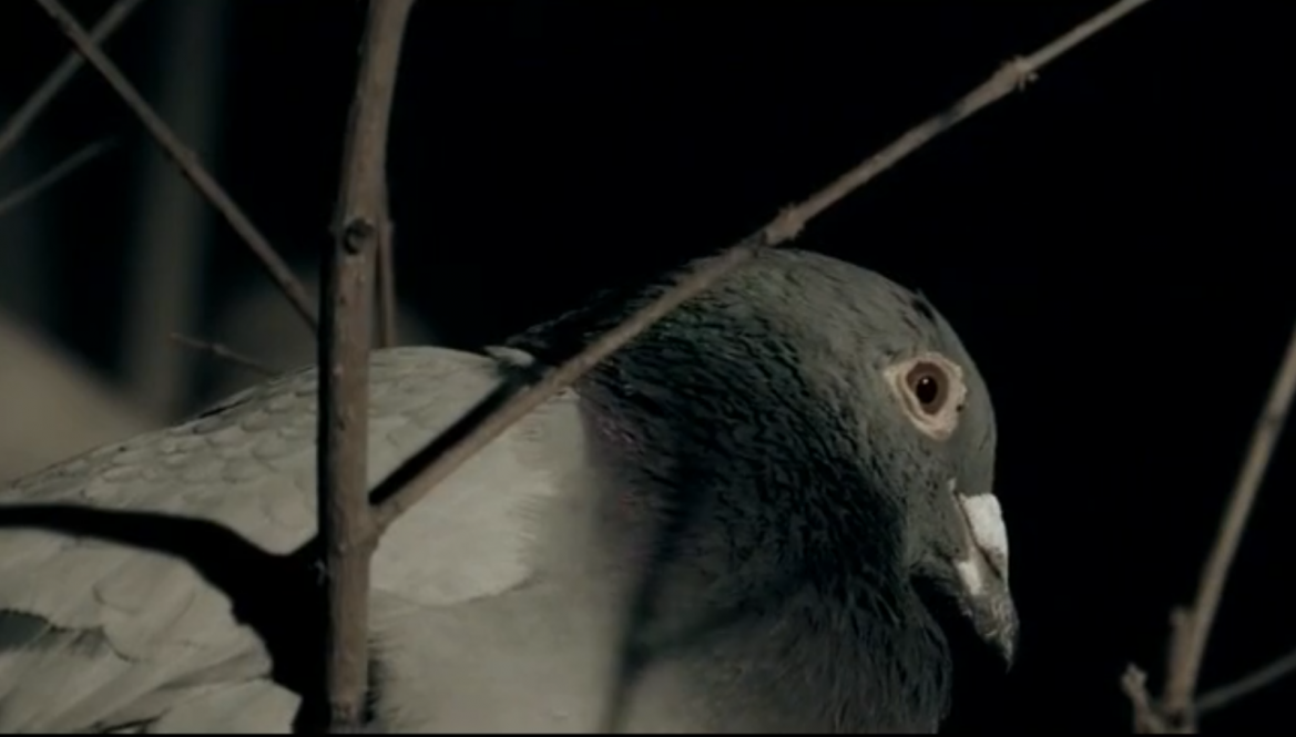 Cheng Ran_Rock Dove_2009.png