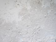 <p>Julia Steiner, <em>elemental force (first touch)</em>, 2016, plaster, styrofoam, 260 x 780 cm, site specific work, detail</p>
