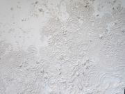 <p>Julia Steiner, <em>elemental force (first touch)</em>, 2016, plaster, styrofoam, 260 x 780 cm, site specific work, detail</p>
