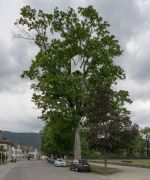 <p>Lang/Baumann, <em>Up #2</em>, 2015, wood, paint, 1.5 x 1.5 x 2.5 m, installation view, <em>Art en plein air,</em> M&ocirc;tiers, Switzerland</p>
