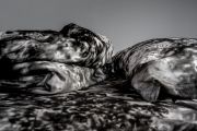 <p>Exhibition view, Julia Steiner, <em>TRANSMERGENCE #3</em>, FRAC Alsace, S&eacute;l&eacute;stat, France, 4.12.21 &ndash; 27.2.2022, photocredit: Pierre Rich</p>
