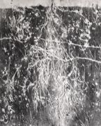 <p>Julia Steiner,&nbsp;<em>root II,</em> 2021, gouache on paper, 148 x 120</p>
