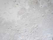 <p>尤莉亚&middot;斯坦纳，<em>elemental force (first touch)，</em>2016，石膏，泡沫聚苯乙烯，260 x 780 cm，特定空间作品，局部</p>
