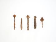 <p>米尔科&middot;巴泽吉亚，<em isrender="true">Las flours digl g&ocirc;t - Sciurus</em>，2018，1/5，红铜，11 x 22 x 5.5 cm，5 版 + 1 AP</p>

