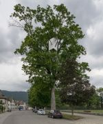 <p>Lang/Baumann, <em>Up #2</em>, 2015, wood, paint, 1.5 x 1.5 x 2.5 m, installation view, <em>Art en plein air,</em> M&ocirc;tiers, Switzerland</p>
